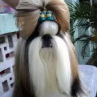 Imagem 2 da empresa CANIL LIEBENFRAU Canis em Vila Velha ES