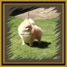 Imagem 5 da empresa CANIL LIEBENFRAU Canis em Vila Velha ES