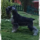 Imagem 6 da empresa CANIL LIEBENFRAU Canis em Vila Velha ES