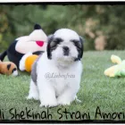 Imagem 7 da empresa CANIL LIEBENFRAU Canis em Vila Velha ES