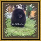 Imagem 3 da empresa CANIL LIEBENFRAU Canis em Vila Velha ES