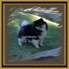 Imagem 8 da empresa CANIL LIEBENFRAU Canis em Vila Velha ES