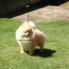 Imagem 4 da empresa CANIL LIEBENFRAU Canis em Vila Velha ES