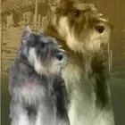 Imagem 1 da empresa CANIL LIEBENFRAU Canis em Vila Velha ES