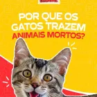 Imagem 3 da empresa CASA DOS CRIADORES - PET CENTER Pet Shop em João Pessoa PB