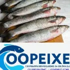 Imagem 2 da empresa COOPEIXE ATACADO E DISTRIBUIDOR DE PESCADOS Peixes e Pescados em Porto Alegre RS