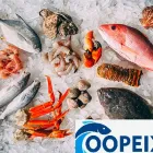 Imagem 4 da empresa COOPEIXE ATACADO E DISTRIBUIDOR DE PESCADOS Peixes e Pescados em Porto Alegre RS