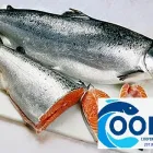 Imagem 11 da empresa COOPEIXE ATACADO E DISTRIBUIDOR DE PESCADOS Peixes e Pescados em Porto Alegre RS
