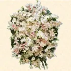 Imagem 1 da empresa COROAS DE FLORES RÁPIDA Entregas Rápidas em Rio De Janeiro RJ