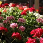 Imagem 1 da empresa FLORICULTURA WINGE Floriculturas em Porto Alegre RS