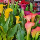 Imagem 5 da empresa FLORICULTURA WINGE Floriculturas em Porto Alegre RS