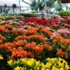 Imagem 7 da empresa FLORICULTURA WINGE Floriculturas em Porto Alegre RS