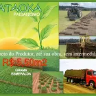 Imagem 3 da empresa GRAMA Plantas em Belém PA