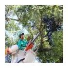 Imagem 1 da empresa PODA E CORTE DE ARVORES JARDINAGEM Paisagismo em Vila Velha ES