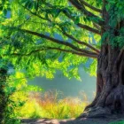 Imagem 5 da empresa PODA E CORTE DE ARVORES JARDINAGEM Paisagismo em Vila Velha ES