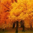 Imagem 6 da empresa PODA E CORTE DE ARVORES JARDINAGEM Paisagismo em Vila Velha ES