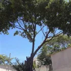 Imagem 2 da empresa PODA E CORTE DE ARVORES JARDINAGEM Paisagismo em Vila Velha ES