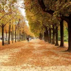 Imagem 8 da empresa PODA E CORTE DE ARVORES JARDINAGEM Paisagismo em Vila Velha ES