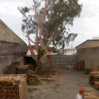 Imagem 3 da empresa PODA E CORTE DE ARVORES JARDINAGEM Paisagismo em Vila Velha ES