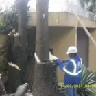 Imagem 4 da empresa PODA E CORTE DE ARVORES JARDINAGEM Paisagismo em Vila Velha ES