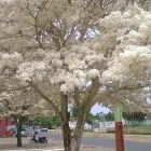 Imagem 1 da empresa PODA E CORTE DE ARVORES Paisagismo em Vila Velha ES