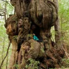 Imagem 3 da empresa PODA E CORTE DE ARVORES Paisagismo em Vila Velha ES