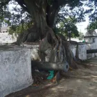 Imagem 4 da empresa PODA E CORTE DE ARVORES Paisagismo em Vila Velha ES