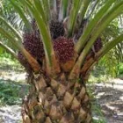 Imagem 4 da empresa PRÓ - DENDÊ Projetos Industriais em Belém PA