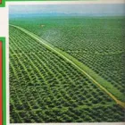 Imagem 6 da empresa PRÓ - DENDÊ Projetos Industriais em Belém PA