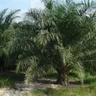 Imagem 2 da empresa PRÓ - DENDÊ Projetos Industriais em Belém PA