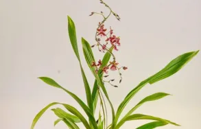 Imagem 3 da empresa TOQUE VERDE Floriculturas em Vitória ES