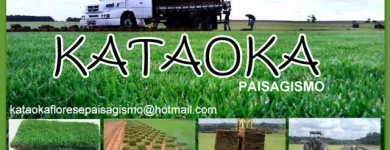 Imagem 5 da empresa GRAMA Plantas em Belém PA