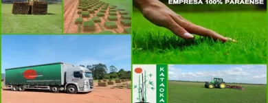 Imagem 6 da empresa GRAMA Plantas em Belém PA