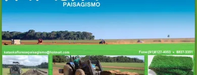 Imagem 8 da empresa GRAMA Plantas em Belém PA