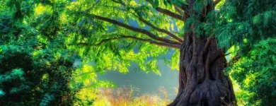 Imagem 5 da empresa PODA E CORTE DE ARVORES JARDINAGEM Paisagismo em Vila Velha ES