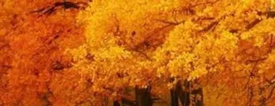 Imagem 6 da empresa PODA E CORTE DE ARVORES JARDINAGEM Paisagismo em Vila Velha ES