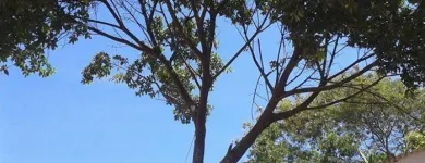 Imagem 2 da empresa PODA E CORTE DE ARVORES JARDINAGEM Paisagismo em Vila Velha ES