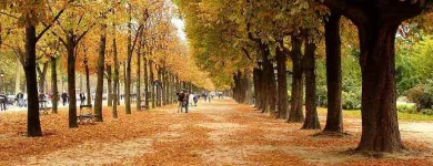 Imagem 8 da empresa PODA E CORTE DE ARVORES JARDINAGEM Paisagismo em Vila Velha ES