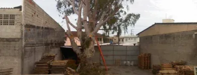 Imagem 3 da empresa PODA E CORTE DE ARVORES JARDINAGEM Paisagismo em Vila Velha ES