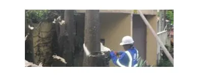 Imagem 4 da empresa PODA E CORTE DE ARVORES JARDINAGEM Paisagismo em Vila Velha ES