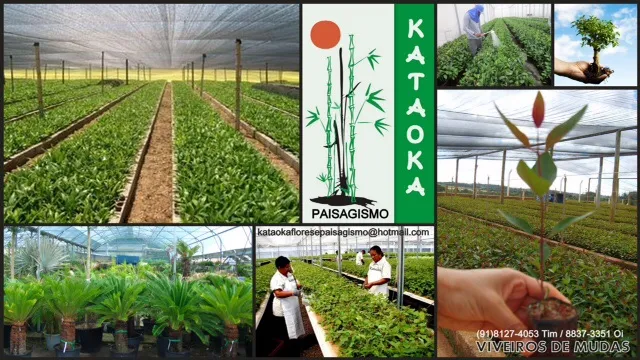 Imagem 4 da empresa GRAMA