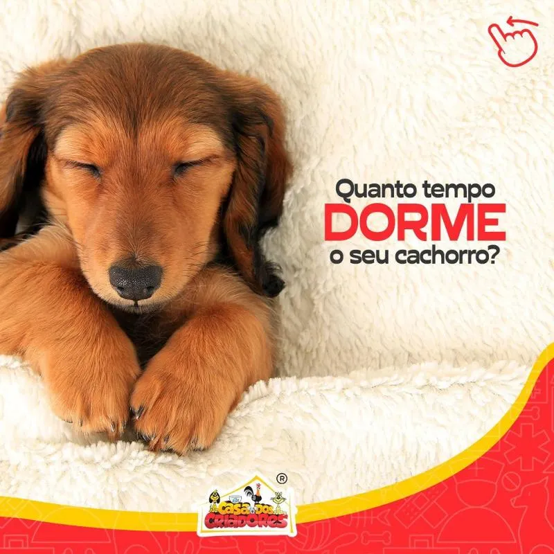 Imagem 4 da empresa CASA DOS CRIADORES - PET CENTER